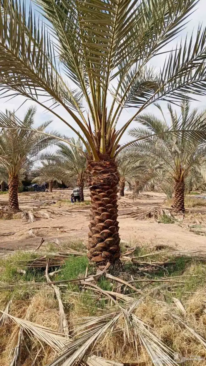 توريد نخيل عربي 6