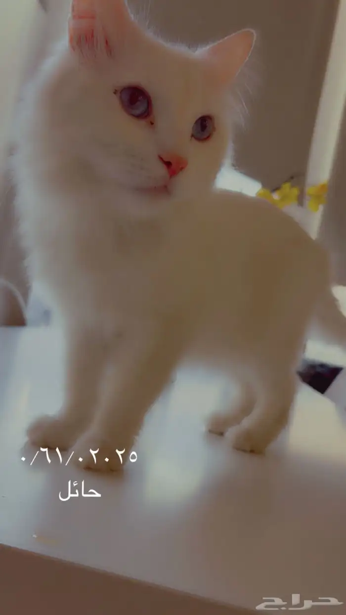 شيرازي معقم 1