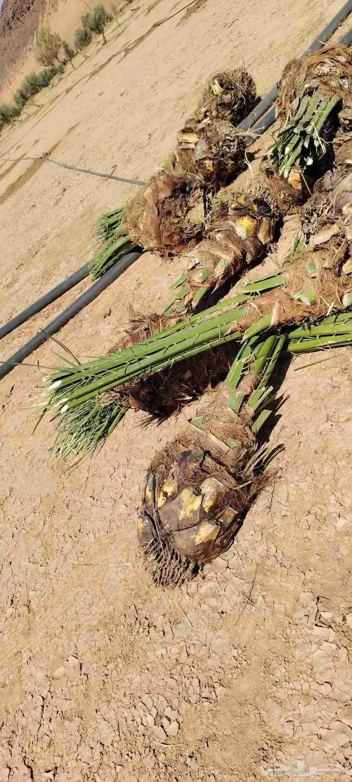 ابو عبدالله لتوريد جميع الاشجار ونخيل 0