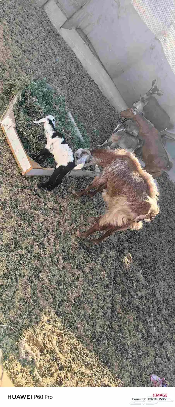 عنز.مع.جفره.للبيع 3