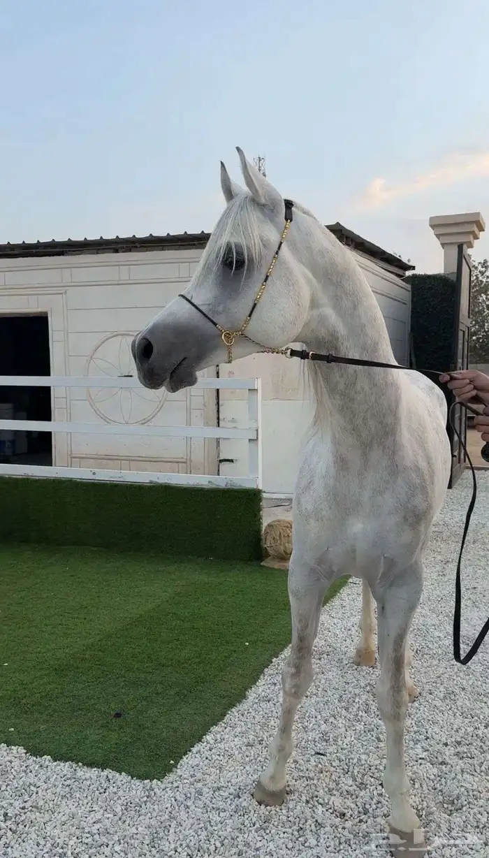 اسطبل مربط الحاتم 5