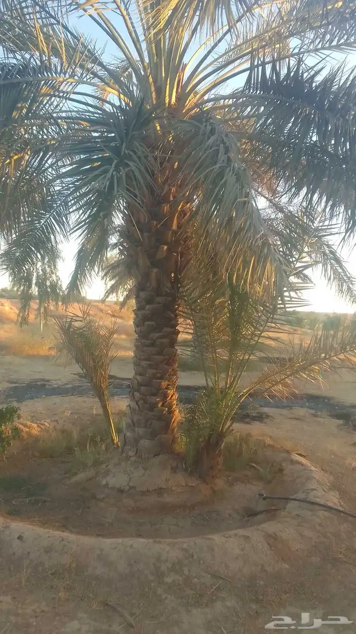 للبيع نخيل سكري وذاوي وبرحي. ودخيني 5