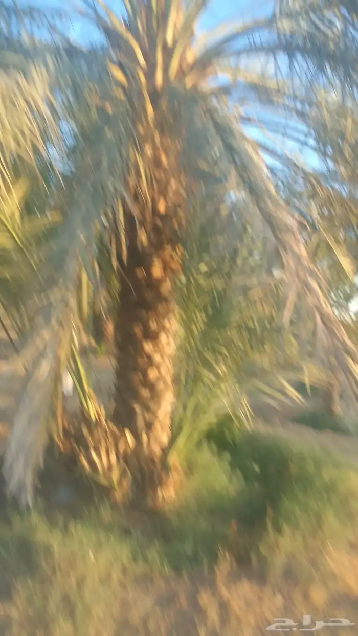 للبيع نخيل سكري وذاوي وبرحي. ودخيني 7