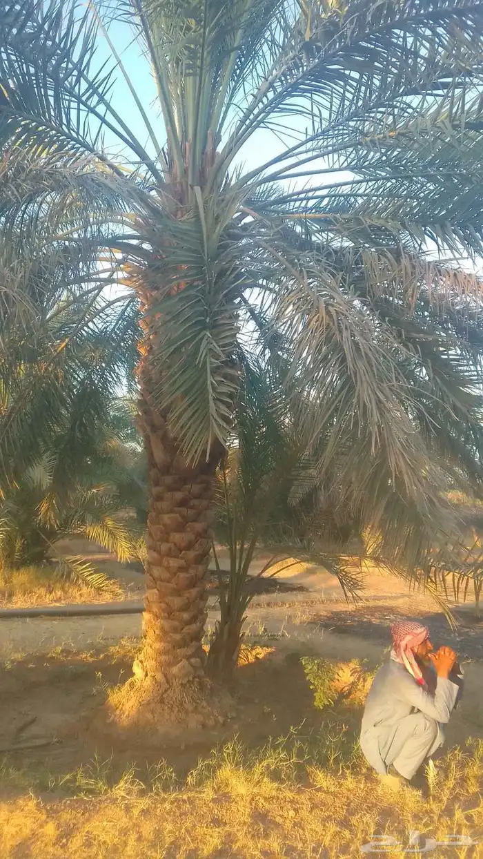 للبيع نخيل سكري وذاوي وبرحي. ودخيني 4