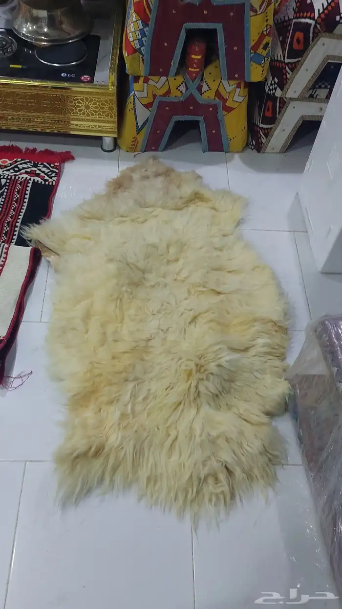 تراثيات الباديه ولوزم رحلات رياض ضرماء تواصل وتس اب 05343701 3