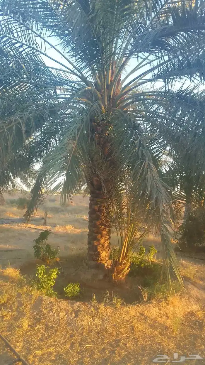 للبيع نخيل سكري وذاوي وبرحي. ودخيني 3