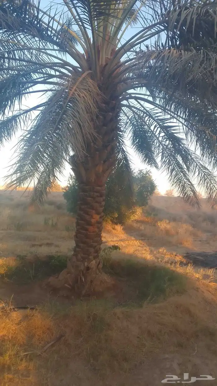 للبيع نخيل سكري وذاوي وبرحي. ودخيني 6