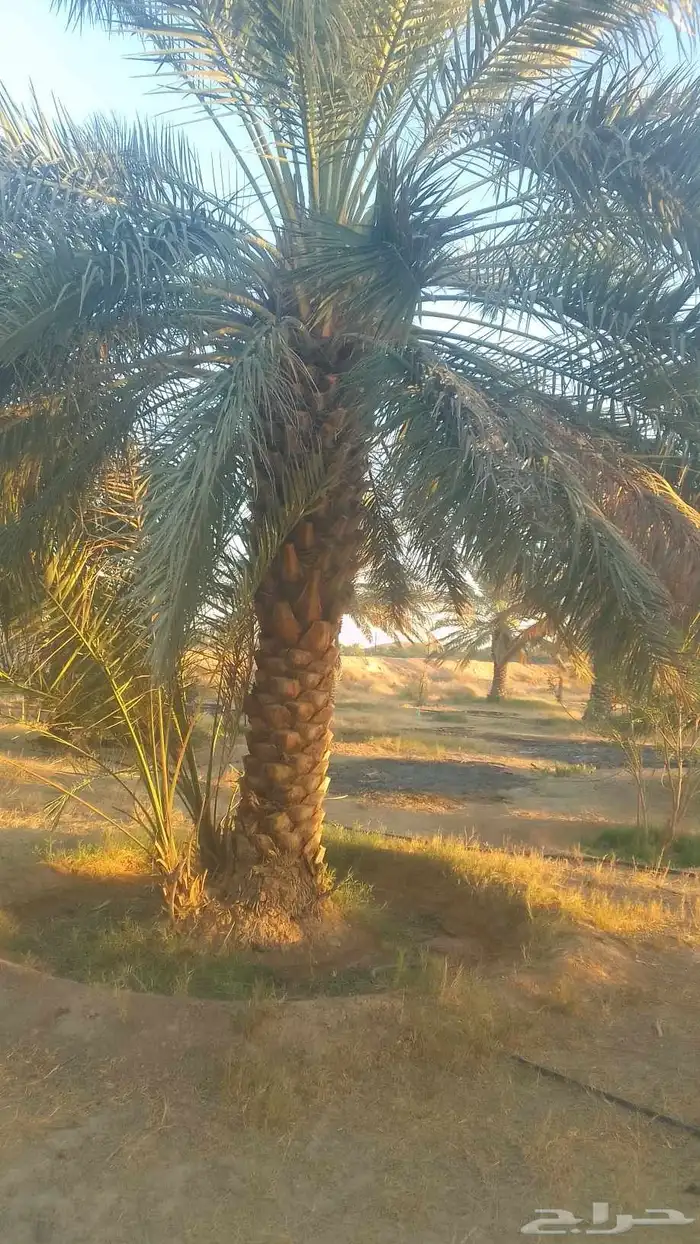 للبيع نخيل سكري وذاوي وبرحي. ودخيني 8