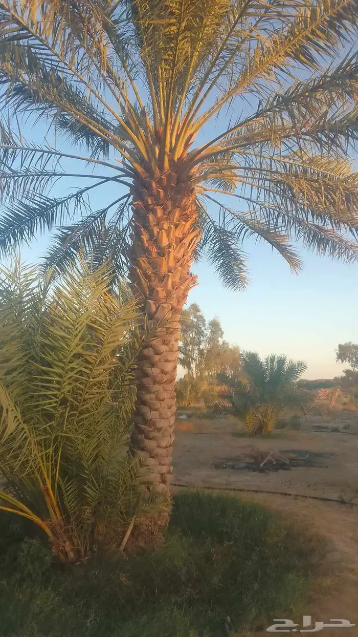 للبيع نخيل سكري وذاوي وبرحي. ودخيني 1