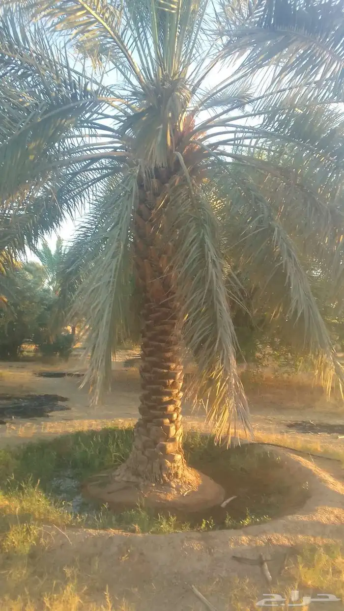 للبيع نخيل سكري وذاوي وبرحي. ودخيني 2