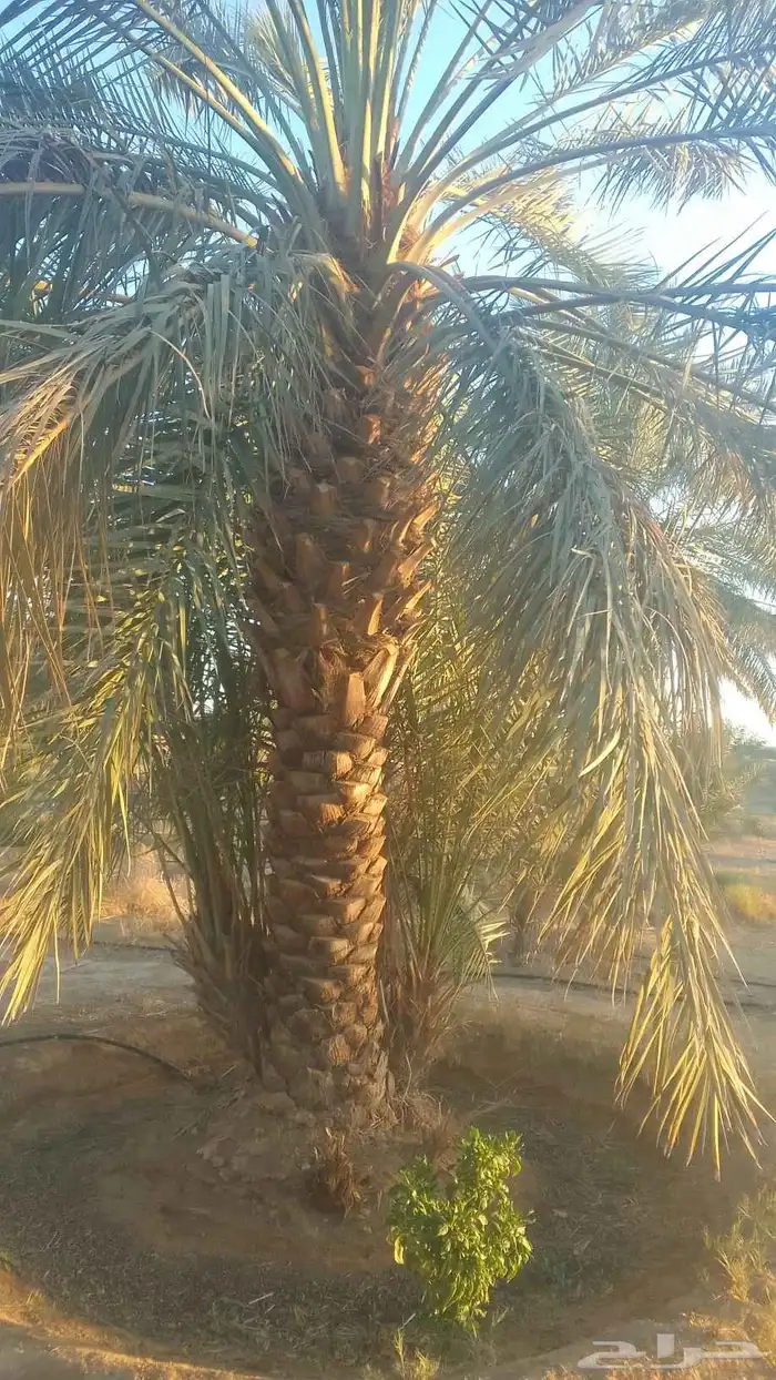 للبيع نخيل سكري وذاوي وبرحي. ودخيني 9