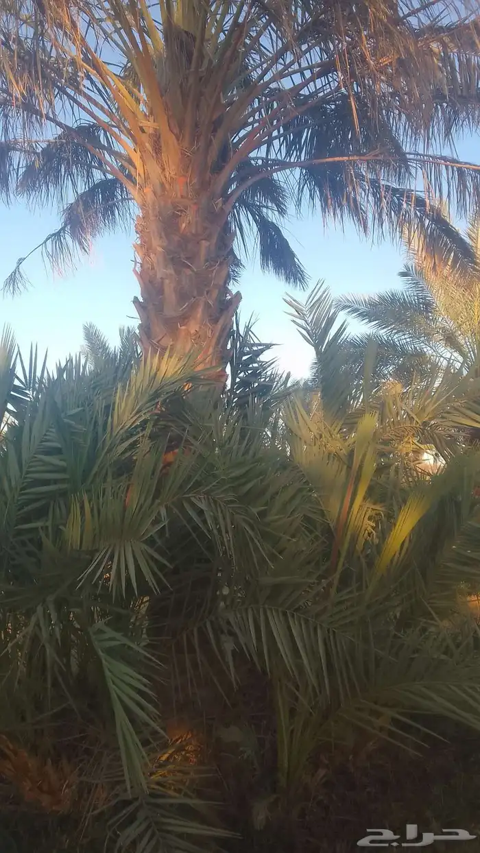للبيع نخيل سكري وذاوي وبرحي. ودخيني 0