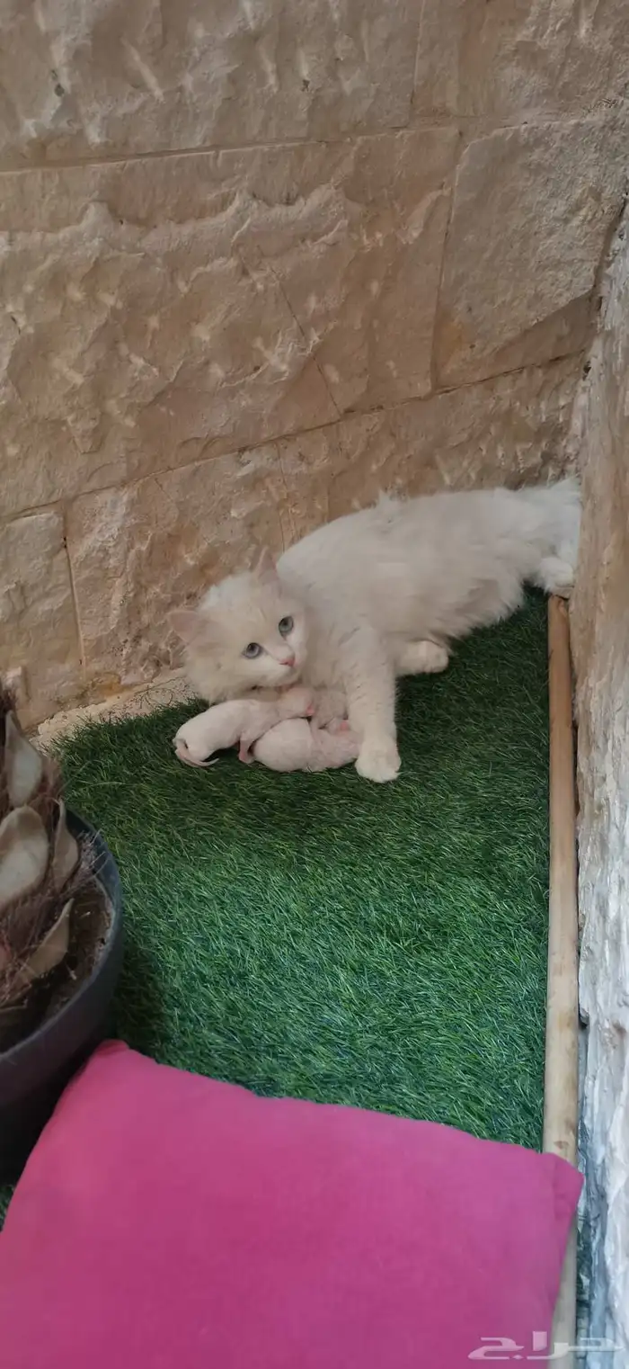 قطة بعيالها للتبني 1
