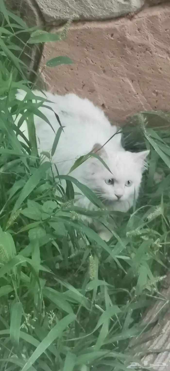 قطة بعيالها للتبني 2