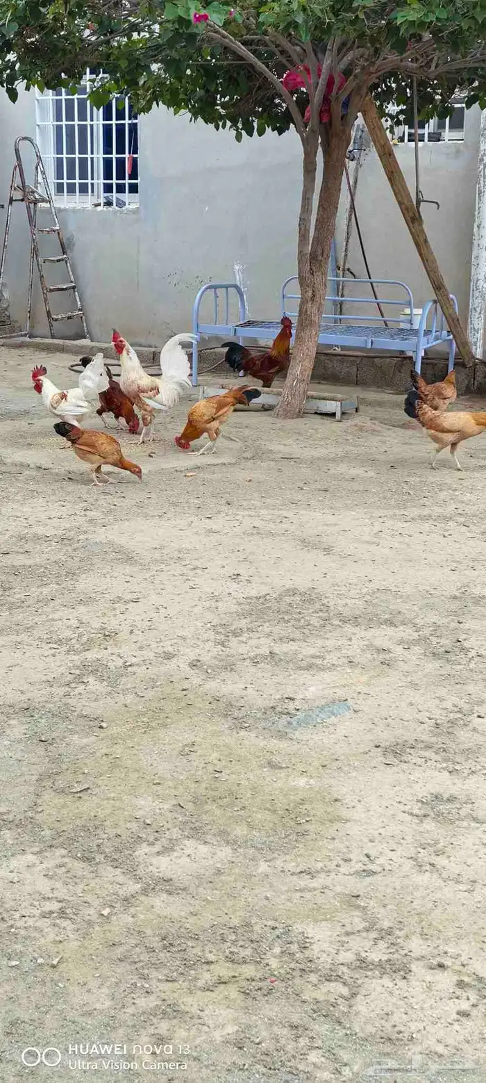 دجاج بلدي اصيل 1