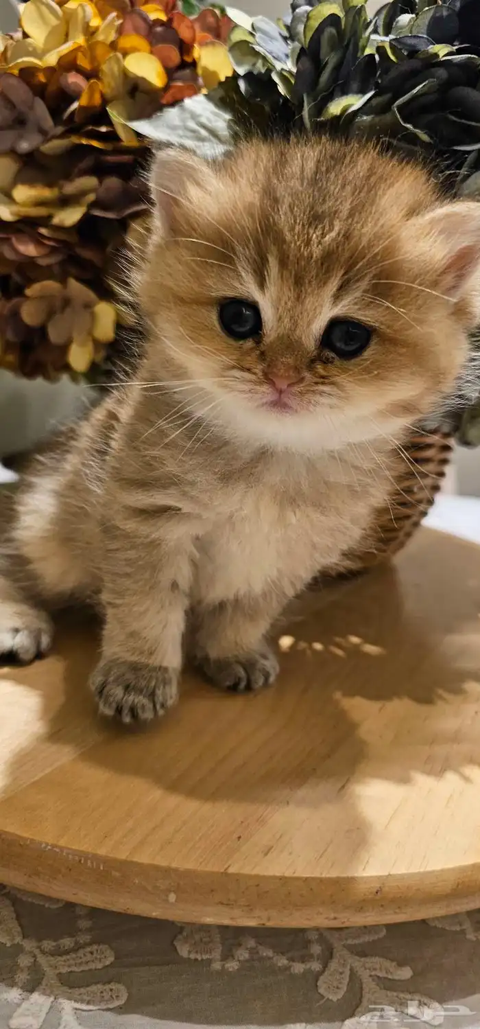 كتنز سكوتش لونق هير و شورت هير للبيع 2