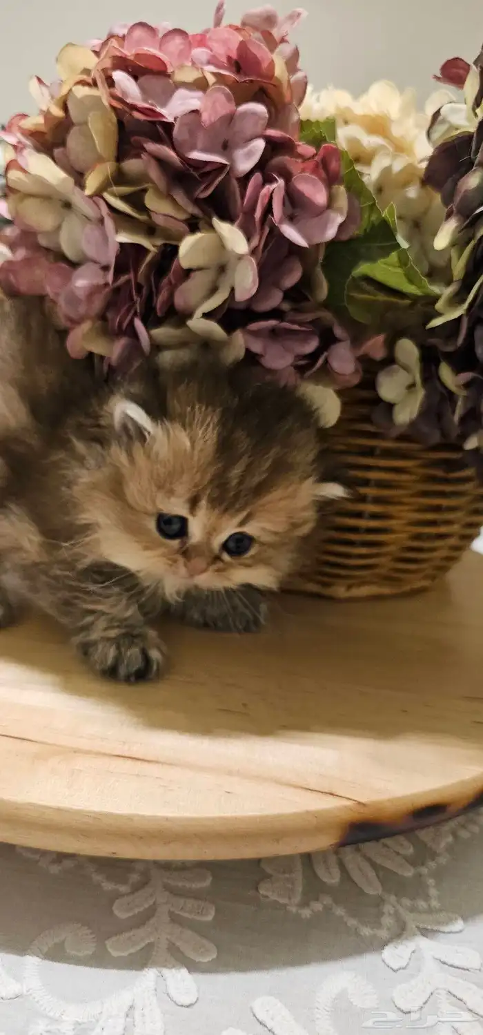 كتنز سكوتش لونق هير و شورت هير للبيع 1