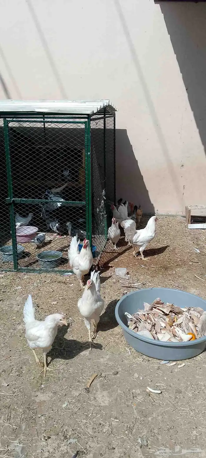 الخرج دجاج العدد 13 ديكين والباقي دجاج 3
