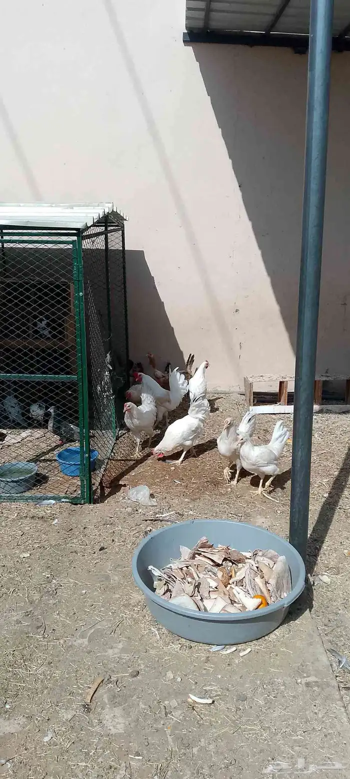 الخرج دجاج العدد 13 ديكين والباقي دجاج 4