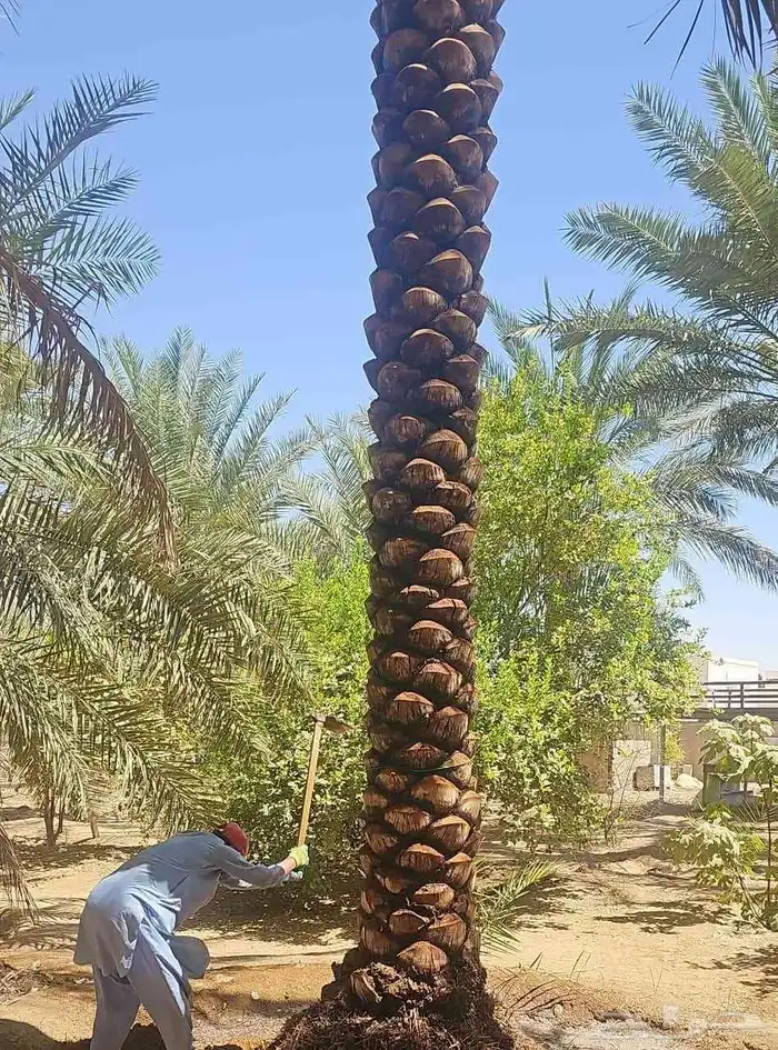 توريد نخيل عربي 0