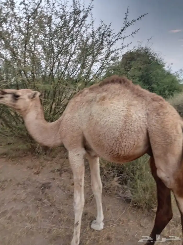 قعود للبيع 1