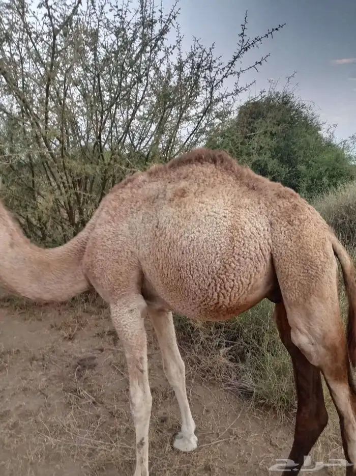 قعود للبيع 0