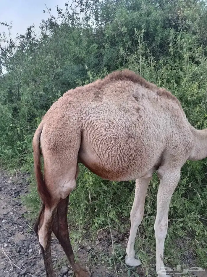 قعود للبيع 3