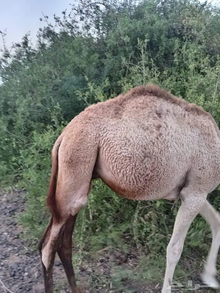 قعود للبيع 2