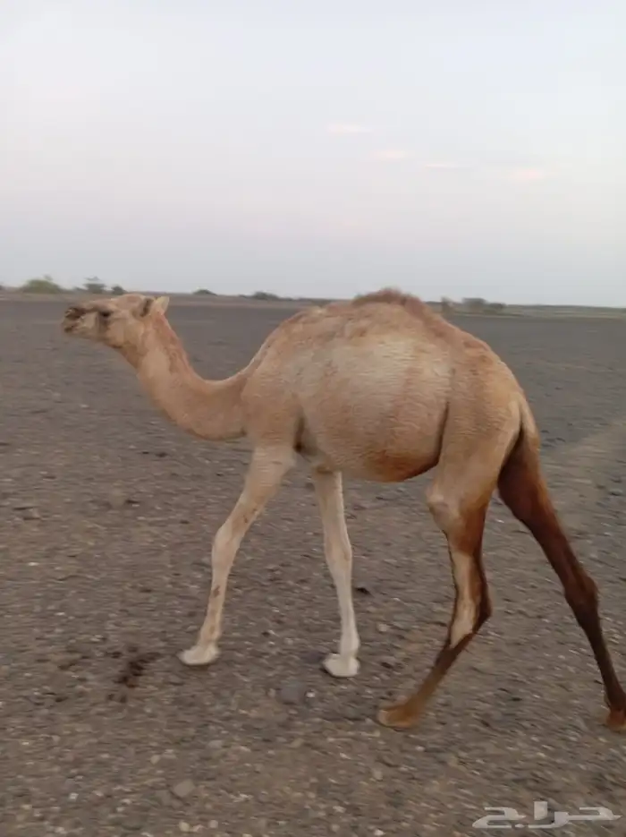 قعود للبيع 5