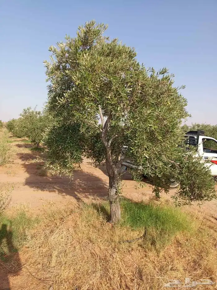 شجر زيتون متفرع 4