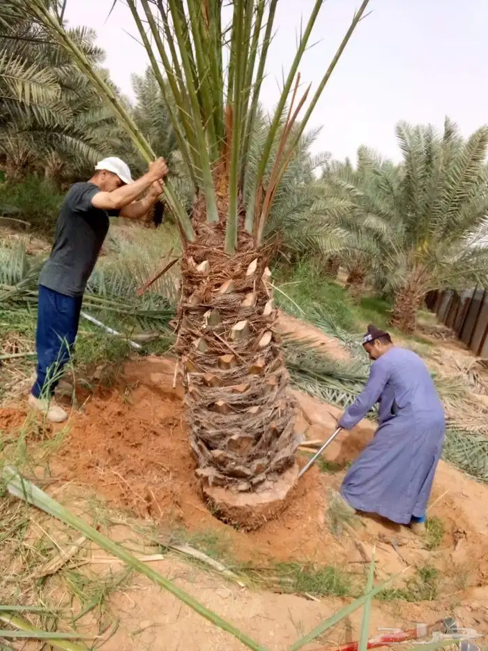 نخل واشنطني زينه ملكي نخل مثمر صقعي هلالي اخلاص سكري نبوت غر 5
