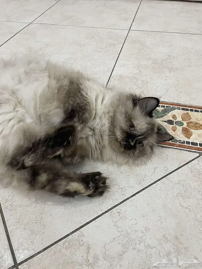 قطة انثى هملايا للتبني 5