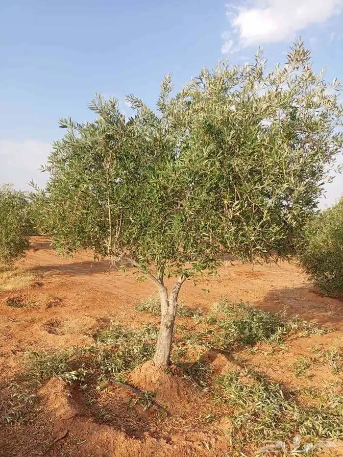 شجر زيتون متفرع 7