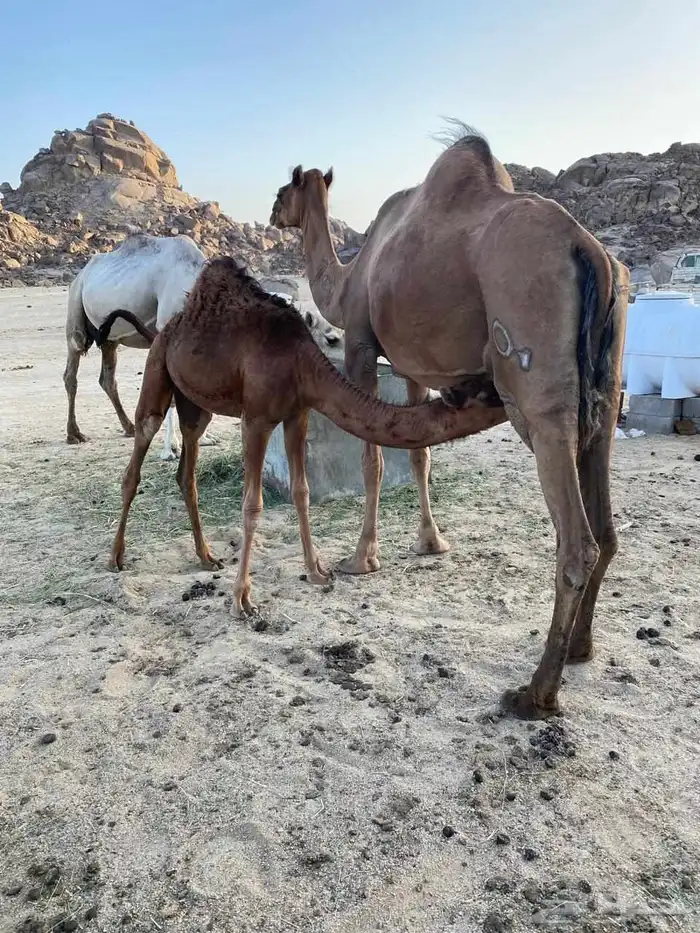سلام عليكم ورحمة الله وبركاته 3