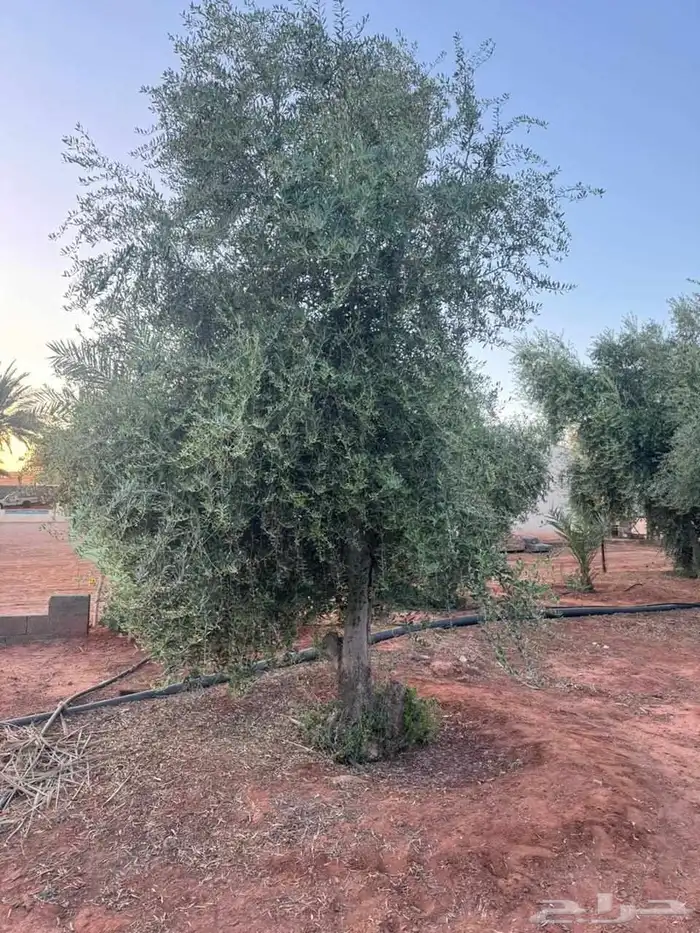 شجر زيتون متفرع 5