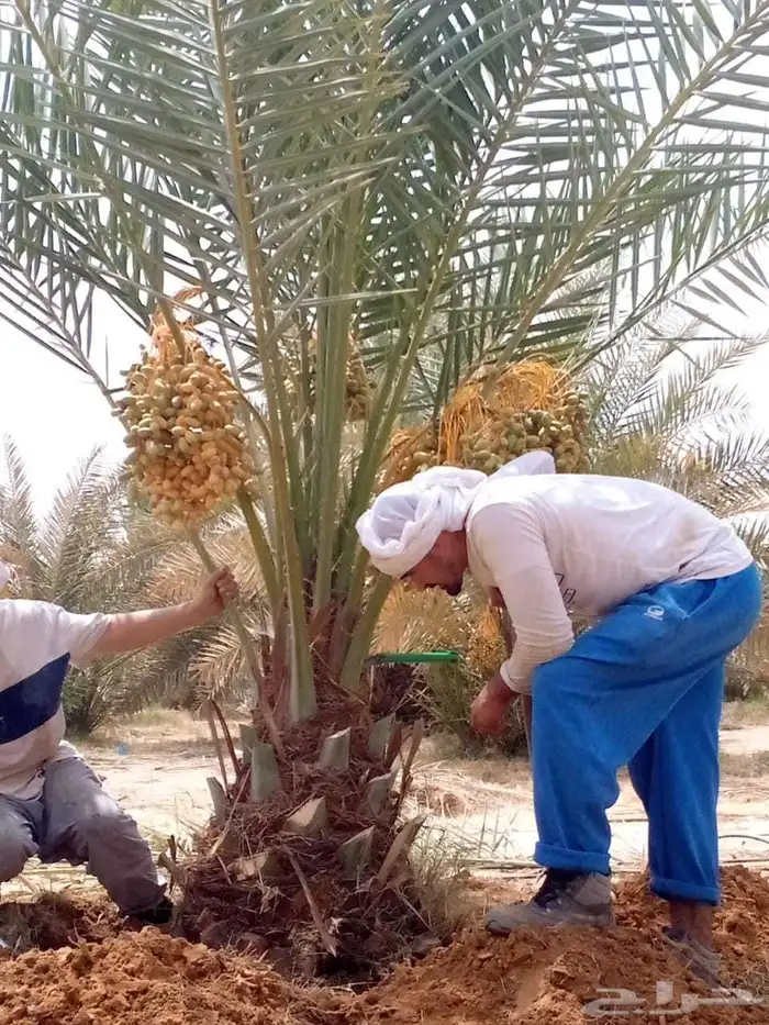 نخل واشنطني زينه ملكي نخل مثمر صقعي هلالي اخلاص سكري نبوت غر 0