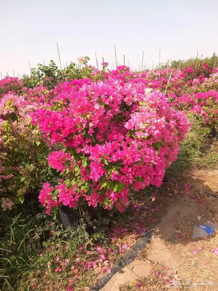 بيع اشجار 5
