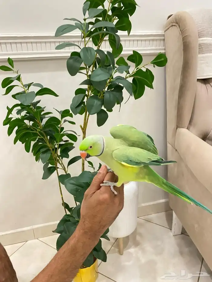 ببغاء دره ذكر متكلم أليف جدا مثل الحمامه ما يعرف العض 1