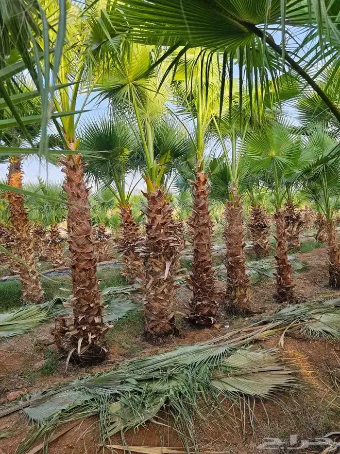يوجد لدينا جميع انواع النخيل عربي واشنطني وزيتون وتنضيف انخا 6