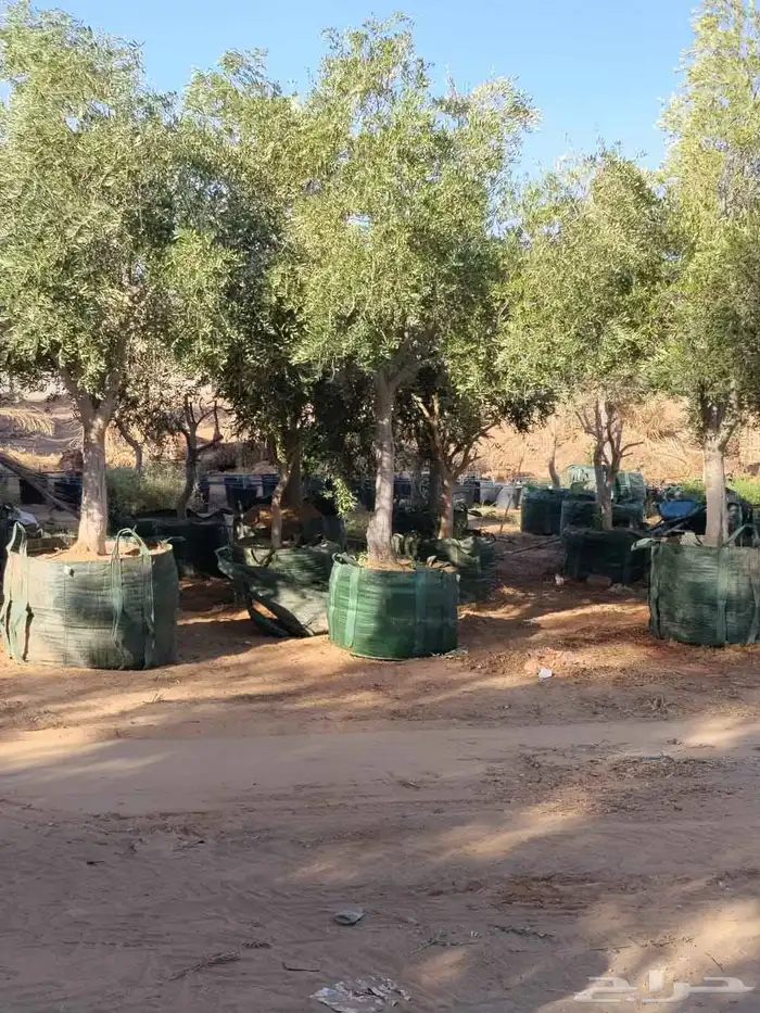 زيتون مثمر 3