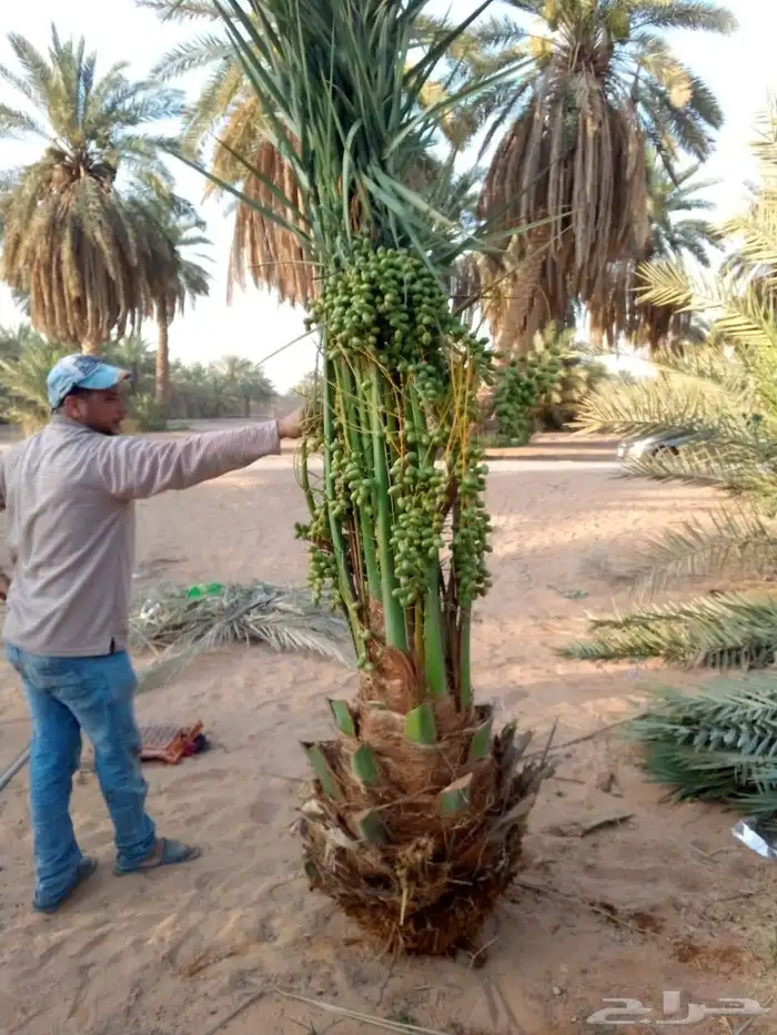نخل واشنطني زينه ملكي نخل مثمر صقعي هلالي اخلاص سكري نبوت غر 2