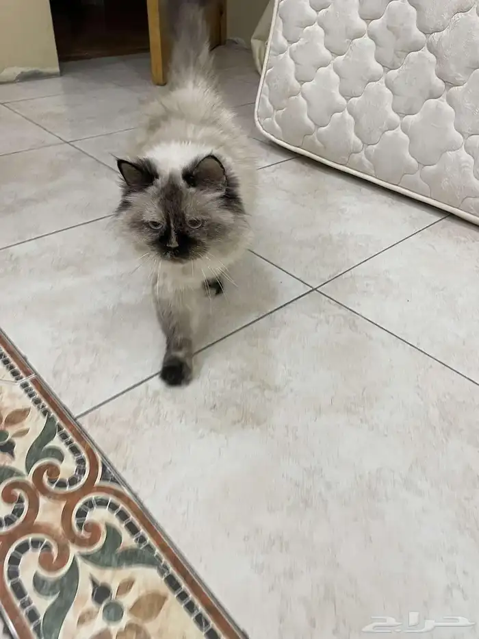 قطة انثى هملايا للتبني 3