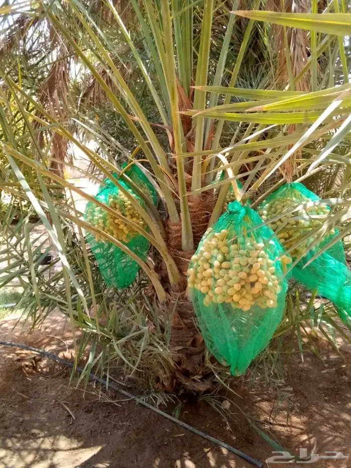 نخل واشنطني زينه ملكي نخل مثمر صقعي هلالي اخلاص سكري نبوت غر 8