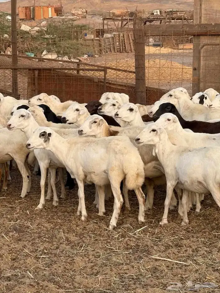 80 راس رخال رفيديه دفيع من 800 5