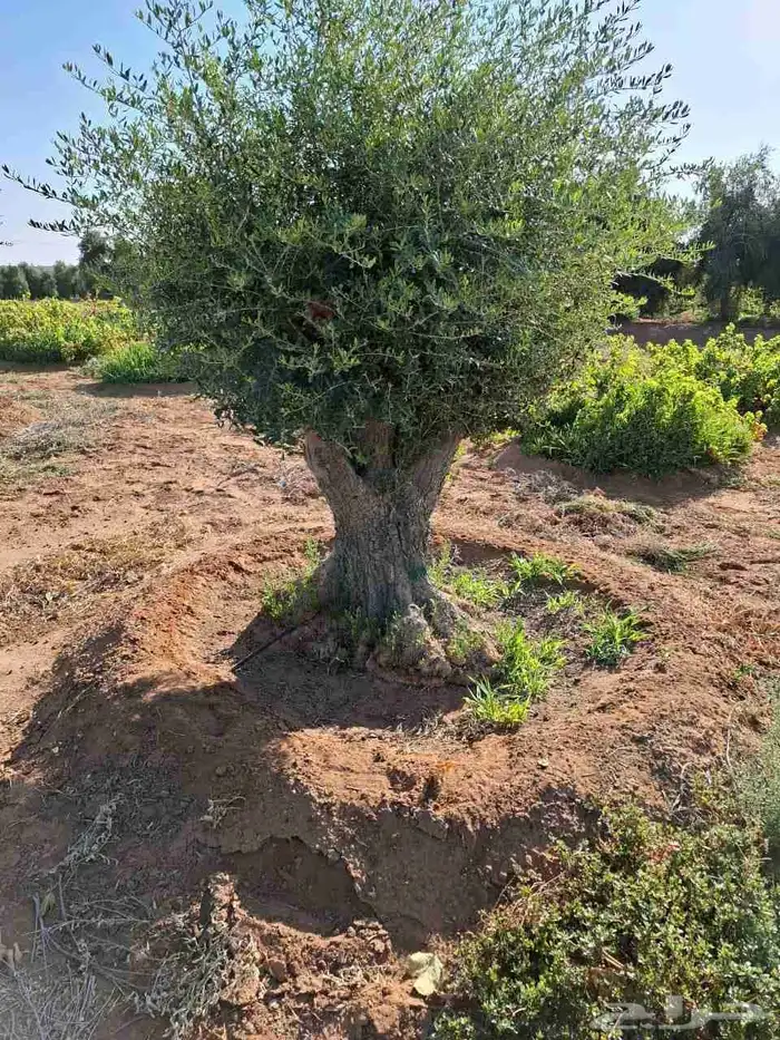 اشجار زيتون معمر 1