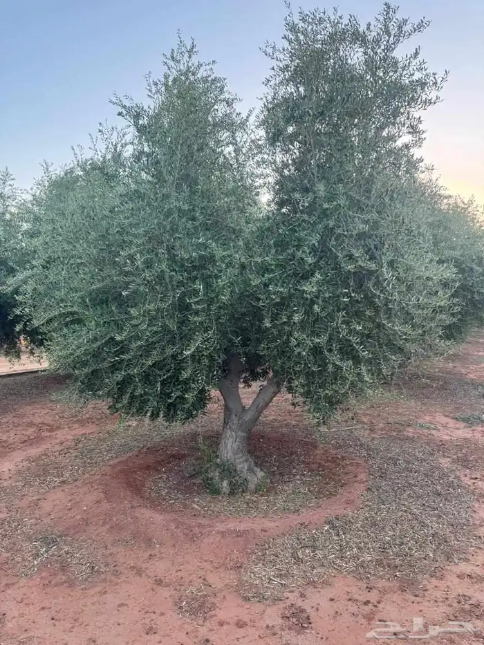 شجر زيتون متفرع 1