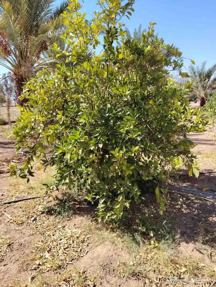 تركيب شبوك وتوريد الزيتون والبرتقال والنخيل 6