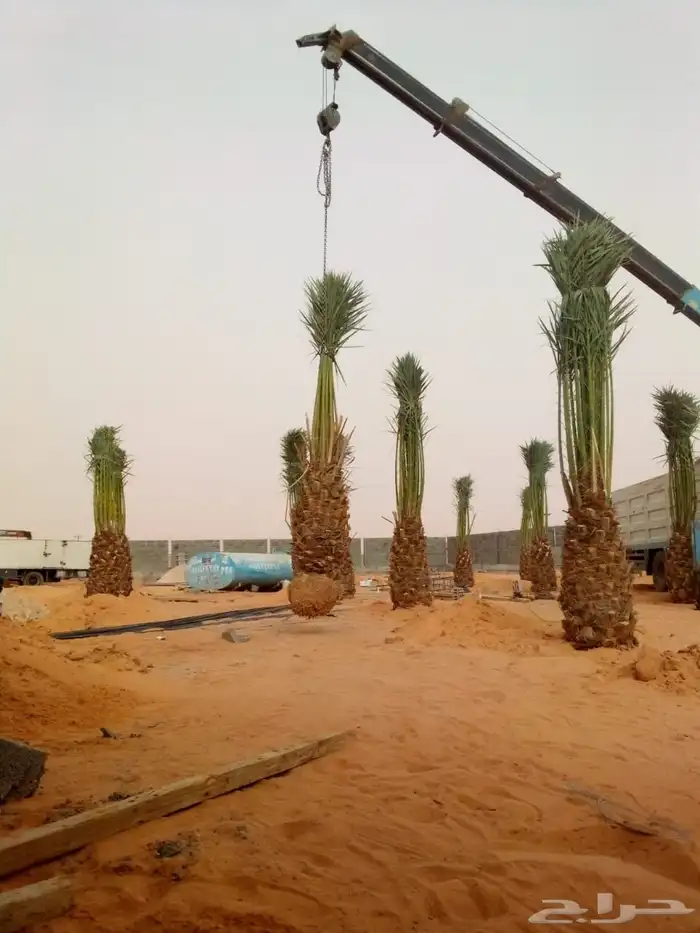 نخل واشنطني زينه ملكي نخل مثمر صقعي هلالي اخلاص سكري نبوت غر 4