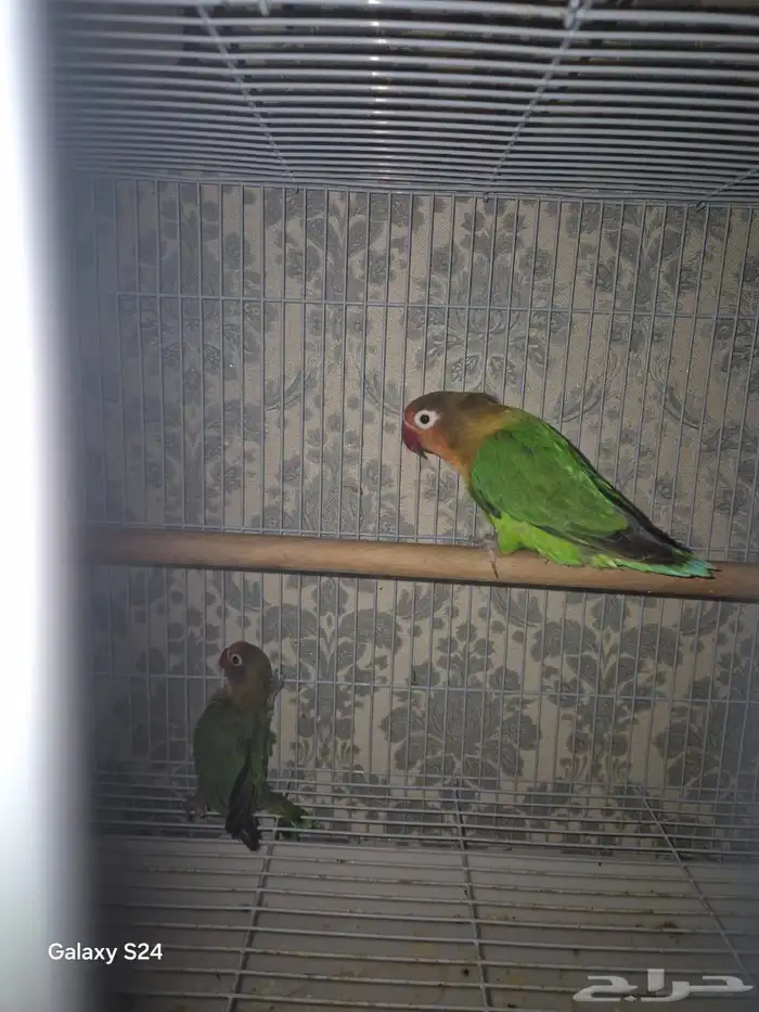 جوز فشر 3