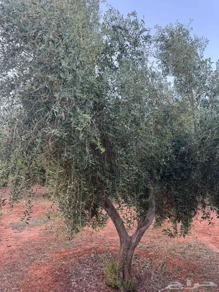 شجر زيتون متفرع 6